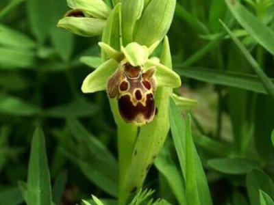 Ophrys Carmeli SSP Attica - The flowers of Corfu - HireCorfu.com