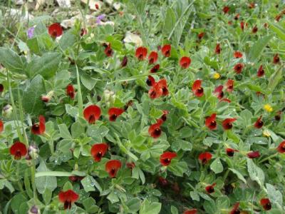 Asparagus Pea (Tetragonolo Purpureus) - The flowers of Corfu - HireCorfu.com