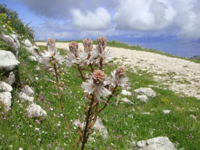 Asphodel (Asphodelus Ramosus) - The flowers of Corfu - HireCorfu.com