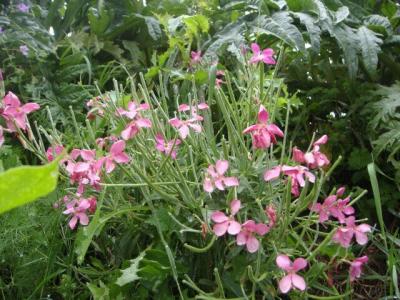 Hoary Stock (Matthiola Incana) - The flowers of Corfu - HireCorfu.com