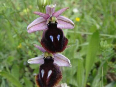 Horse Shoe Orchid (Ophrys Ferrum Equinum) - The flowers of Corfu - HireCorfu.com