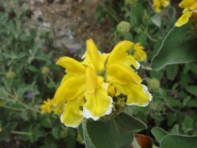 Jerusalem Sage (Phlomis Fruticosa) - The flowers of Corfu - HireCorfu.com