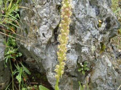 Man Orchid (Aceras Antropophorum) - The flowers of Corfu - HireCorfu.com