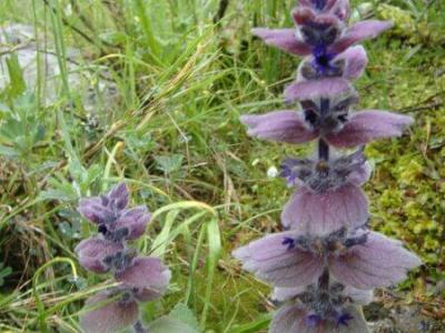 Oriental Bugle (Ajuga Orientalis) - The flowers of Corfu - HireCorfu.com