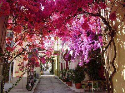 Bougainvillea, the dramatic exotic flower of Corfu - Discover Corfu's Nature - HireCorfu.com