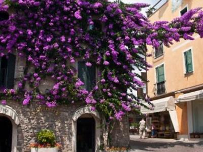 Bougainvillea, the dramatic exotic flower of Corfu - Discover Corfu's Nature - HireCorfu.com
