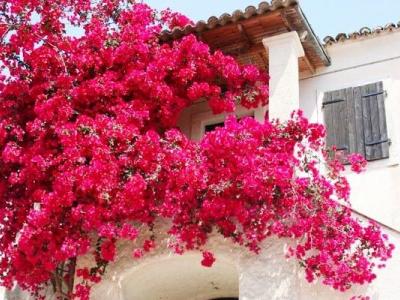 Bougainvillea, the dramatic exotic flower of Corfu - Discover Corfu's Nature - HireCorfu.com