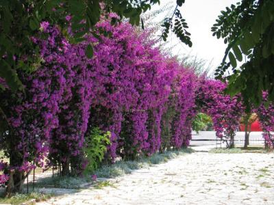 Bougainvillea, the dramatic exotic flower of Corfu - Discover Corfu's Nature - HireCorfu.com