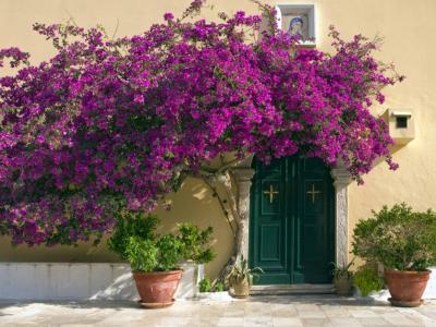 Bougainvillea, the dramatic exotic flower of Corfu - Discover Corfu's Nature - HireCorfu.com