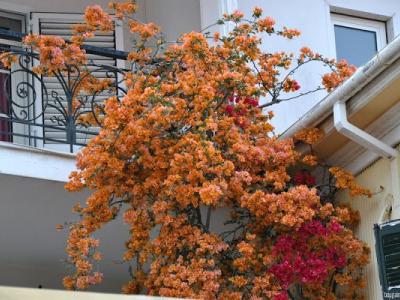 Bougainvillea, the dramatic exotic flower of Corfu - Discover Corfu's Nature - HireCorfu.com